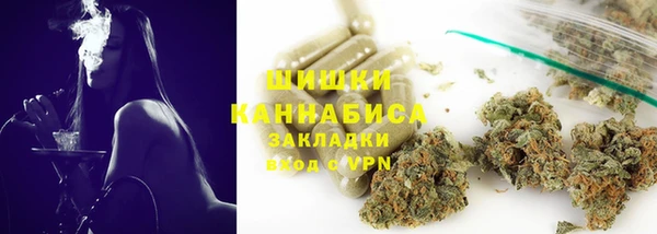индика Ельня