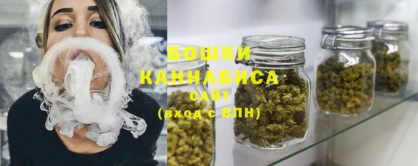 индика Ельня